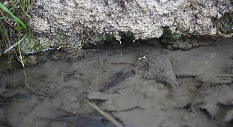 Salamandra pezzata? Salamandrina perspicillata, larva
